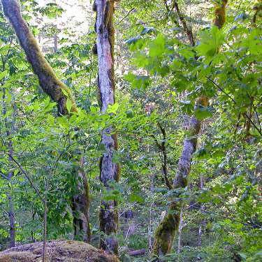 maple trunks, Skate Creek bridge, Skate Creek Valley, Lewis County, Washington