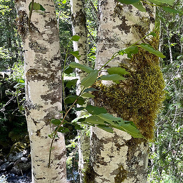 moss on alder trunk, Johnson Creek road, Skate Creek Valley, Lewis County, Washington