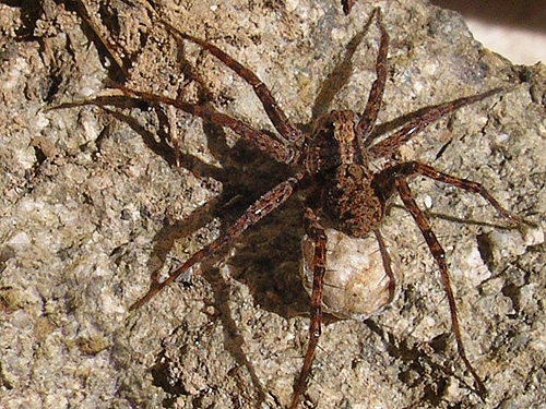 female wolf spider Pardosa dorsuncata under rock, Johnson Creek road, Skate Creek Valley, Lewis County, Washington