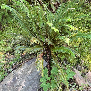 roadside sword fern, Johnson Creek road, Skate Creek Valley, Lewis County, Washington