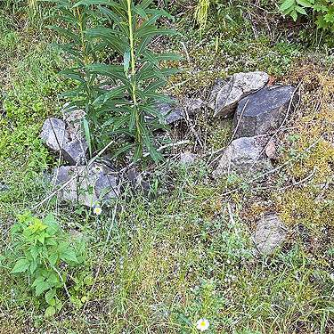 roadside rocks, Johnson Creek road, Skate Creek Valley, Lewis County, Washington