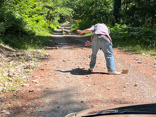 Rod Crawford tossing rocks out of Johnson Creek road, Skate Creek Valley, Lewis County, Washington