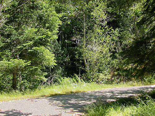 spectrum of roadside habitats, Johnson Creek road, Skate Creek Valley, Lewis County, Washington