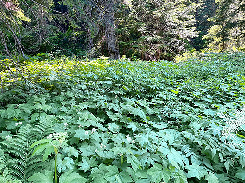 thimbleberry, Willame Creek site, Skate Creek Valley, Lewis County, Washington