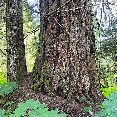 scarred Douglas-fir trunk, Willame Creek site, Skate Creek Valley, Lewis County, Washington