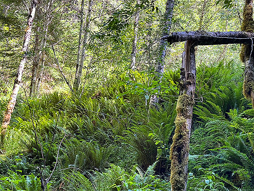 fern-covered slope, Johnson Creek, Skate Creek Valley, Lewis County, Washington