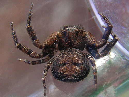 crab spider Bassaniana utahensis from park builidng, Skykomish Ballpark, Skykomish, King County, Washington