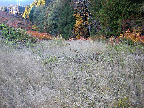grass field habitat, powerlline above Beckler River, near Skykomish, King County, Washington