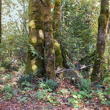 bigleaf maple trees, Skykomish Ballpark, Skykomish, King County, Washington