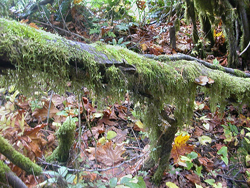 moss on branches, Skykomish Ballpark, Skykomish, King County, Washington