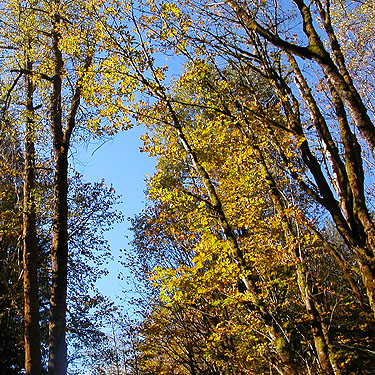 Black cottonwood trees, Skykomish Ballpark, Skykomish, King County, Washington