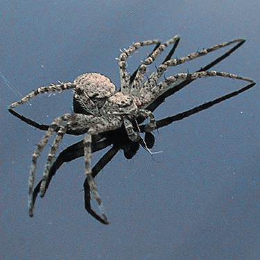 crab spider Philodromus spectabilis on car, powerlline above Beckler River, near Skykomish, King County, Washington