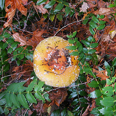 very large forest toadstool-mushroom, Skykomish Ballpark, Skykomish, King County, Washington