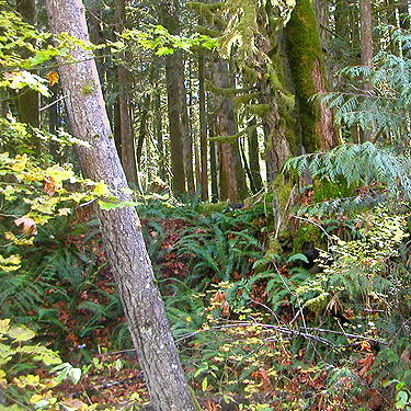 forest understory, Skykomish Ballpark, Skykomish, King County, Washington