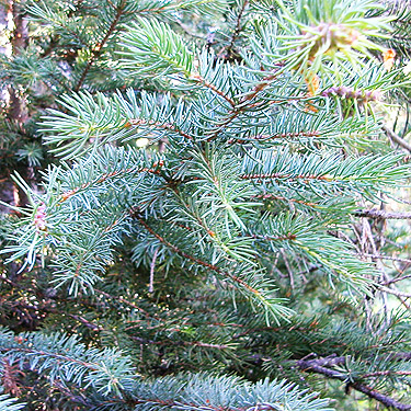 true fir foliage, Deer Park Campground, Slate Creek, Whatcom County, Washington