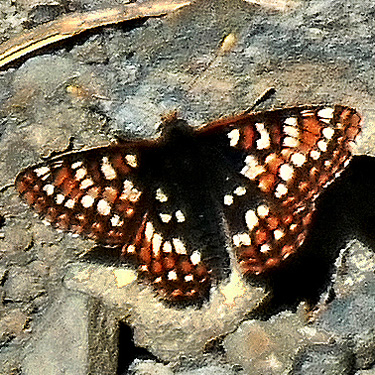 butterfly Euphydryas anicia, Slate Peak, Whatcom/Okanogan County, Washington