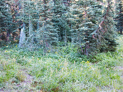 edge of meadow and forest, Deer Park Campground, Slate Creek, Whatcom County, Washington