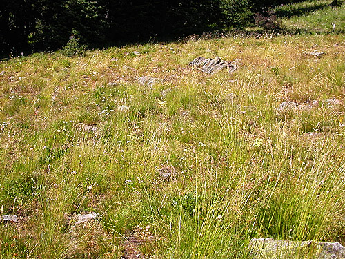 grass meadow, Deer Park Campground, Slate Creek, Whatcom County, Washington