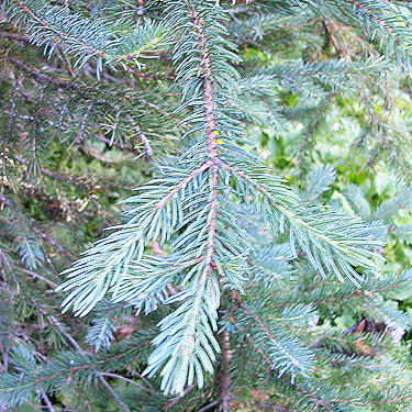 Entelmann spruce foliage, Deer Park Campground, Slate Creek, Whatcom County, Washington