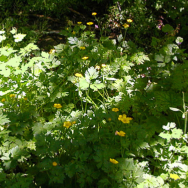 buttercup along ditch, north slope of Slide Mountain, Whatcom County, Washington