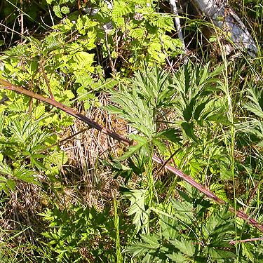 cutleaf blackberry Rubus laciniatus in clearcut, north slope of Slide Mountain, Whatcom County, Washington