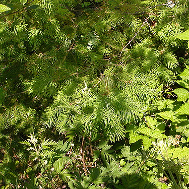 Douglas-fir foliage, Pseudotsuga menziesii, north slope of Slide Mountain, Whatcom County, Washington