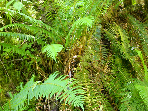 sword fern understory, north slope of Slide Mountain, Whatcom County, Washington