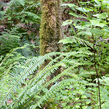 sword fern and moss, north slope of Slide Mountain, Whatcom County, Washington