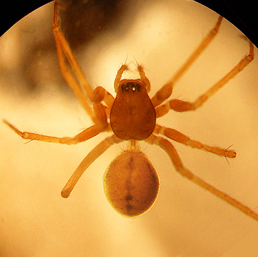 female spider Linyphantes sp., north slope of Slide Mountain, Whatcom County, Washington