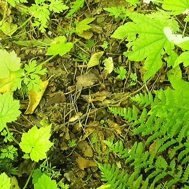 leaf litter, north slope of Slide Mountain, Whatcom County, Washington