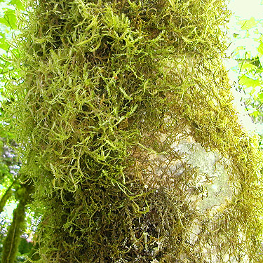 mossy alder trunk, north slope of Slide Mountain, Whatcom County, Washington