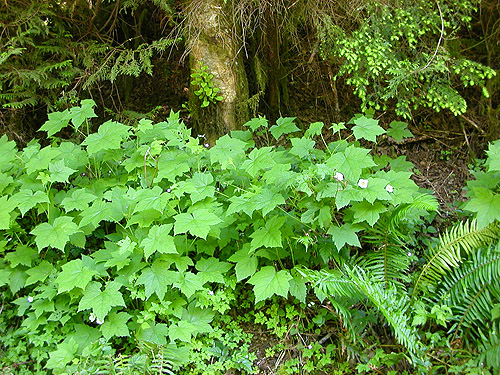 thimbleberry, Rubus parviflorus, north slope of Slide Mountain, Whatcom County, Washington