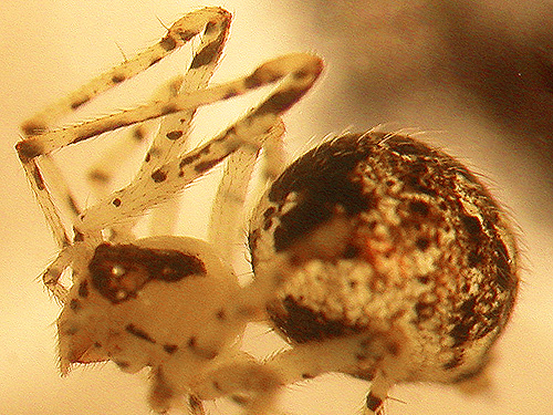 female theridiid spider Theridion tinctum, north slope of Slide Mountain, Whatcom County, Washington
