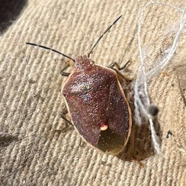 pentatomid bug from pine cone, Smackout Valley, Stevens County, Washington