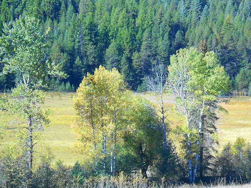 cottonwood trees in Smackout Valley, Stevens County, Washington