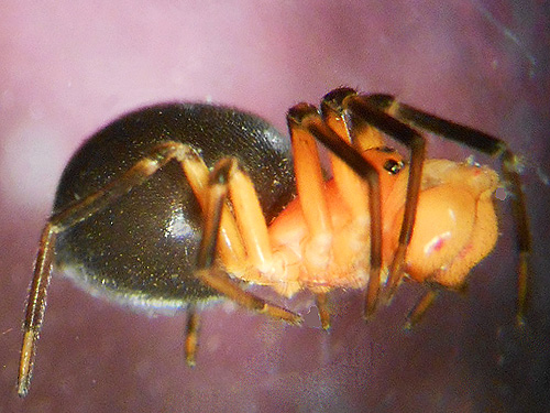 penultimate spider Hypselistes florens from marsh, Smackout Valley, Stevens County, Washington