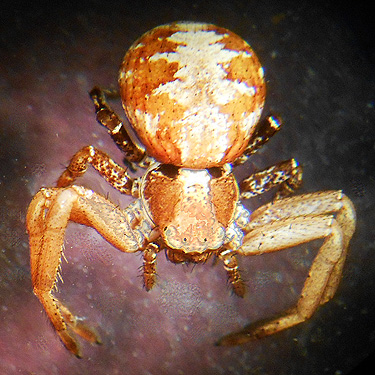 juvenile Xysticus crab spider, Smackout Valley, Stevens County, Washington