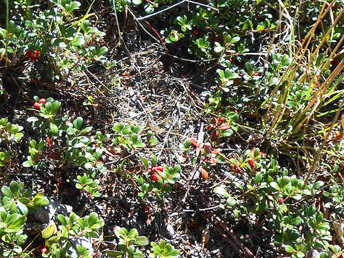 kinnikinnick in Smackout Valley, Stevens County, Washington