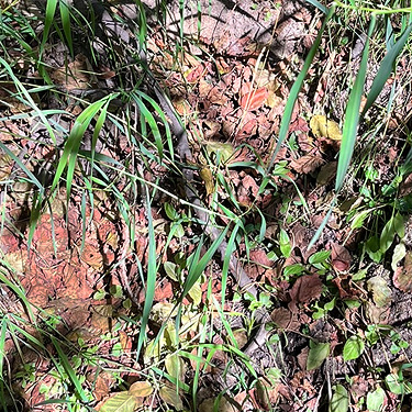 alder litter in marshy alder grove, Smackout Valley, Stevens County, Washington