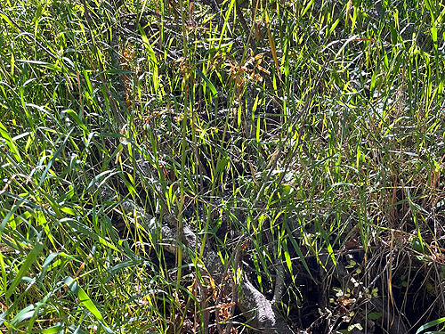marsh grass, Smackout Valley, Stevens County, Washington