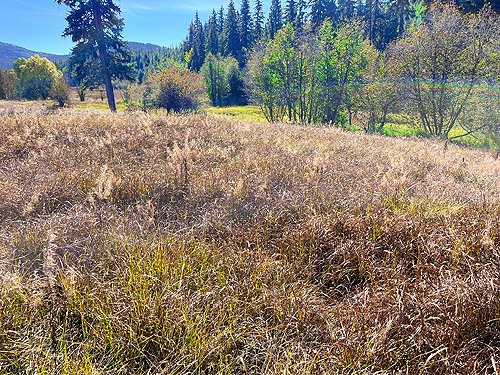 edge of dry and wet meadows, Smackout Valley, Stevens County, Washington