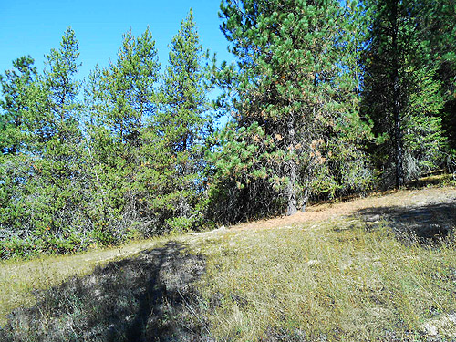 ponderosa pines on lower slope, Smackout Valley, Stevens County, Washington