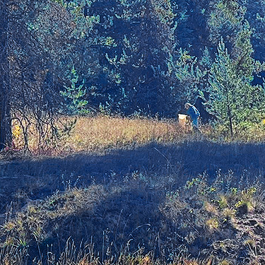 Rod Crawford beating conifer foliage, Smackout Valley, Stevens County, Washington