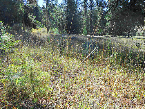 field on slope above Smackout Valley, Stevens County, Washington