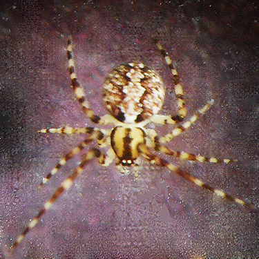 juvenile Theridion spider, Smackout Valley, Stevens County, Washington