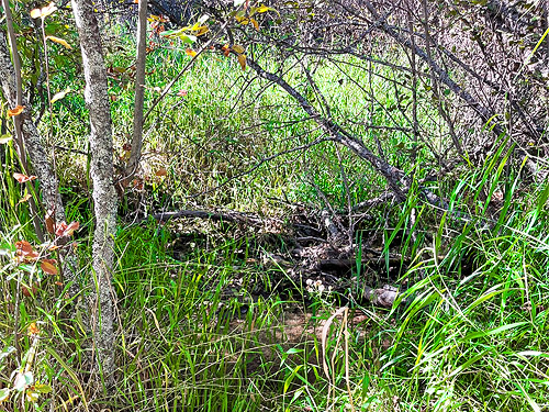 within marsh/swampy alder grove, Smackout Valley, Stevens County, Washington