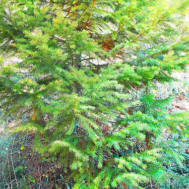 true fir foliage, Smackout Valley, Stevens County, Washington
