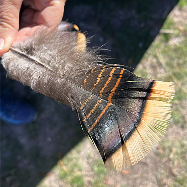 turkey feather, Smackout Valley, Stevens County, Washington