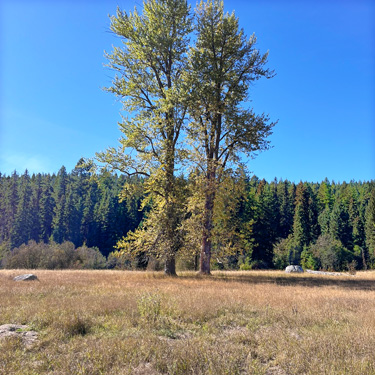 twin trees in meadow, Smackout Valley, Stevens County, Washington