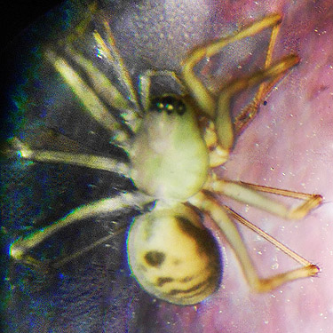 Bathyphantes waneta from marsh, Smackout Valley, Stevens County, Washington